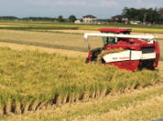 �����������������C���[�W