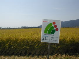 �����������������C���[�W